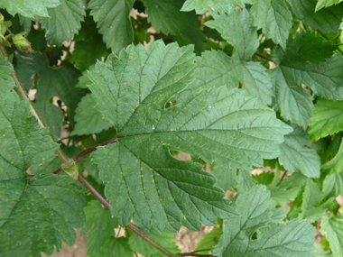 Feuilles pétiolées et opposées, faisant penser à celles de la vigne. En coeur à la base, elles comportent 3 à 5 lobes dentés terminés par une pointe. Agrandir dans une nouvelle fenêtre (ou onglet)