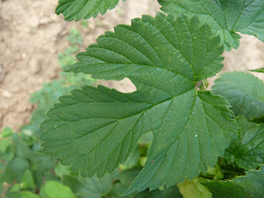 Feuilles pétiolées et opposées, faisant penser à celles de la vigne. En coeur à la base, elles comportent 3 à 5 lobes dentés terminés par une pointe. Agrandir dans une nouvelle fenêtre (ou onglet)