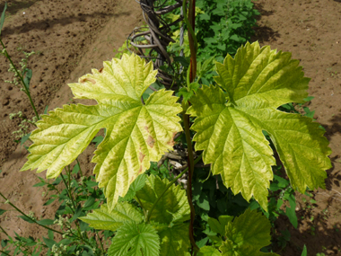 Feuilles pétiolées et opposées, faisant penser à celles de la vigne. En coeur à la base, elles comportent 3 à 5 lobes dentés terminés par une pointe. Agrandir dans une nouvelle fenêtre (ou onglet)