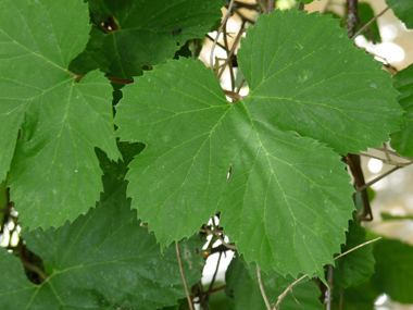 Feuilles pétiolées et opposées, faisant penser à celles de la vigne. En coeur à la base, elles comportent 3 à 5 lobes dentés terminés par une pointe. Agrandir dans une nouvelle fenêtre (ou onglet)