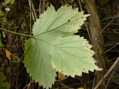 Face inférieure de la feuille. Agrandir dans une nouvelle fenêtre (ou onglet)