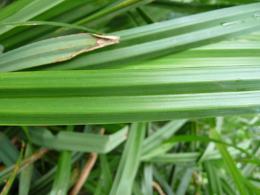 Très longues feuilles de 2 cm de large. Agrandir dans une nouvelle fenêtre (ou onglet)