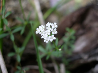 Petites fleurs blanches ou rosâtres groupées en panicules. Agrandir dans une nouvelle fenêtre (ou onglet)