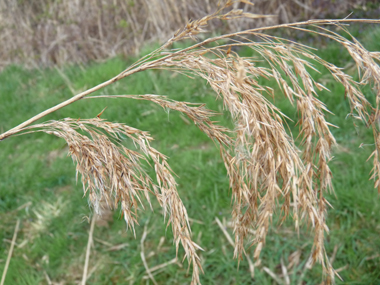 Inflorescence formant une grande panicule brune-violacée plutôt dressée. Agrandir dans une nouvelle fenêtre (ou onglet)