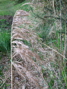 Inflorescence formant une grande panicule brune-violacée plutôt dressée. Agrandir dans une nouvelle fenêtre (ou onglet)