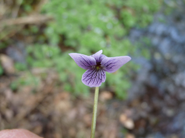 Fleurs violacées ou bleuâtres prolongées à l'arrière par une sorte d'éperon violet. Ses pétales sont assez étroits ne se recouvrent pas. Agrandir dans une nouvelle fenêtre (ou onglet)