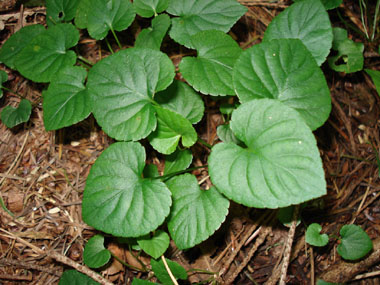 Feuilles crénelées, ovales en forme de cœur et dont le limbe est plus long que large. Agrandir dans une nouvelle fenêtre (ou onglet)