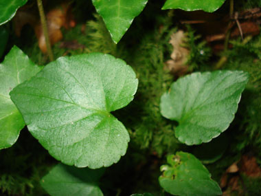 Feuilles crénelées, ovales en forme de cœur et dont le limbe est plus long que large. Agrandir dans une nouvelle fenêtre (ou onglet)