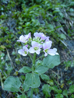 Fleurs blanches. Agrandir dans une nouvelle fenêtre (ou onglet)