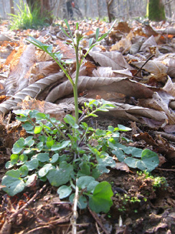 Petite plante de 20 à 40 centimètres de hauteur. Agrandir dans une nouvelle fenêtre (ou onglet)