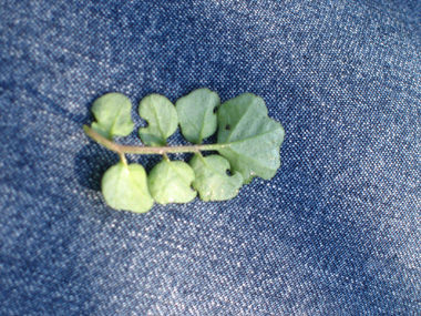 Face inférieure des feuilles. Agrandir dans une nouvelle fenêtre (ou onglet)