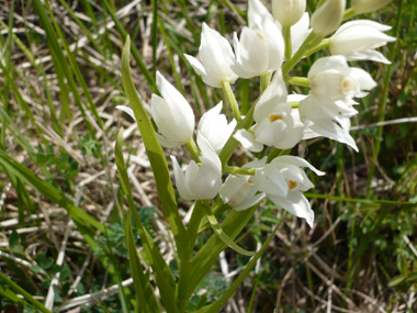 Nombreuses (5 à 20) fleurs blanches. Agrandir dans une nouvelle fenêtre (ou onglet)