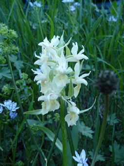 Nombreuses (5 à 20) fleurs blanches. Agrandir dans une nouvelle fenêtre (ou onglet)