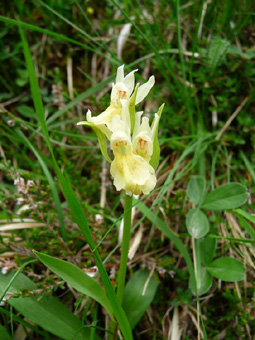 Nombreuses (5 à 20) fleurs blanches. Agrandir dans une nouvelle fenêtre (ou onglet)