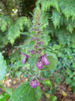 Fleurs de couleur rose à pourpre. Agrandir dans une nouvelle fenêtre (ou onglet)