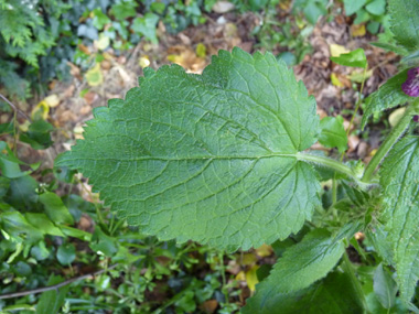 Grandes feuilles (10-15 cm de long) cordées à la base et nettement dentées. Dotées d'un long pétiole, on notera que si leur froissement dégage une odeur désagréable, certains y décèlent au bout d'un certain temps une odeur de cèpe. Agrandir dans une nouvelle fenêtre (ou onglet)