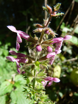 Fleurs de couleur rose à pourpre. Agrandir dans une nouvelle fenêtre (ou onglet)