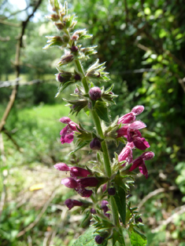 Fleurs de couleur rose à pourpre. Agrandir dans une nouvelle fenêtre (ou onglet)