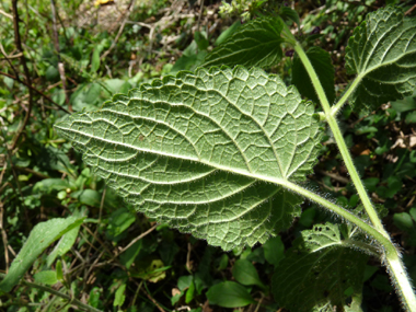 Face inférieure de la feuille. Agrandir dans une nouvelle fenêtre ou onglet)