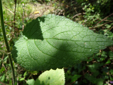 Grandes feuilles (10-15 cm de long) cordées à la base et nettement dentées. Dotées d'un long pétiole, on notera que si leur froissement dégage une odeur désagréable, certains y décèlent au bout d'un certain temps une odeur de cèpe. Agrandir dans une nouvelle fenêtre (ou onglet)