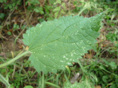 Grandes feuilles (10-15 cm de long) cordées à la base et nettement dentées. Dotées d'un long pétiole, on notera que si leur froissement dégage une odeur désagréable, certains y décèlent au bout d'un certain temps une odeur de cèpe. Agrandir dans une nouvelle fenêtre (ou onglet)