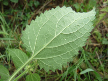 Face inférieure de la feuille. Agrandir dans une nouvelle fenêtre ou onglet)