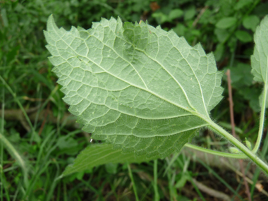 Face inférieure de la feuille. Agrandir dans une nouvelle fenêtre ou onglet)