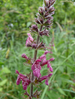 Fleurs de couleur rose à pourpre. Agrandir dans une nouvelle fenêtre (ou onglet)