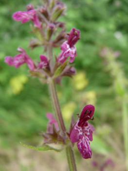 Fleurs de couleur rose à pourpre. Agrandir dans une nouvelle fenêtre (ou onglet)