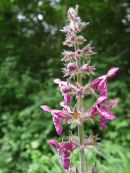 Fleurs de couleur rose à pourpre. Agrandir dans une nouvelle fenêtre (ou onglet)