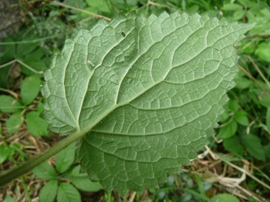 Face inférieure de la feuille. Agrandir dans une nouvelle fenêtre ou onglet)