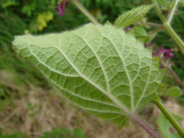 Face inférieure de la feuille. Agrandir dans une nouvelle fenêtre ou onglet)