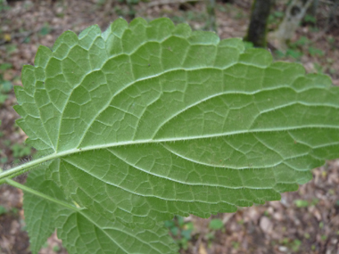 Face inférieure de la feuille. Agrandir dans une nouvelle fenêtre ou onglet)