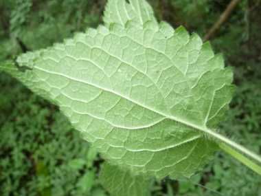 Face inférieure de la feuille. Agrandir dans une nouvelle fenêtre ou onglet)