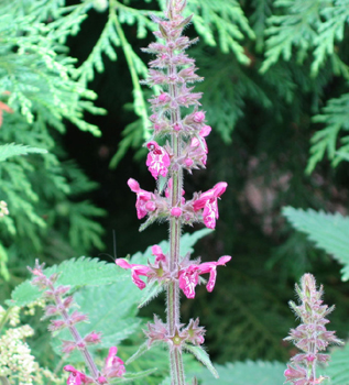 Fleurs de couleur rose à pourpre. Agrandir dans une nouvelle fenêtre (ou onglet)