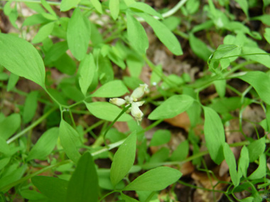 Petites fleurs d'un centimètre de couleur blanc jaunâtre regroupées en grappes opposées aux feuilles. Agrandir dans une nouvelle fenêtre (ou onglet)