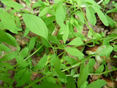 Petites feuilles pennatiséquées terminées par une vrille permettant de s'accrocher. Agrandir dans une nouvelle fenêtre (ou onglet)