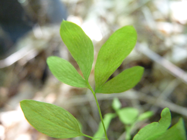 Petites feuilles pennatiséquées terminées par une vrille permettant de s'accrocher. Agrandir dans une nouvelle fenêtre (ou onglet)