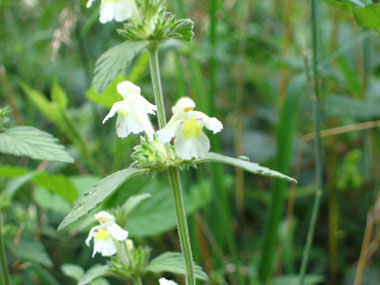 Fleurs blanches ou roses, parfois tachetées de jaune à la base. Agrandir dans une nouvelle fenêtre (ou onglet)