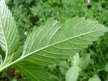 Verso de la feuille. Agrandir dans une nouvelle fenêtre (ou onglet)