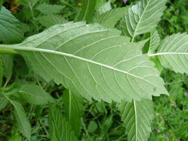 Verso de la feuille. Agrandir dans une nouvelle fenêtre (ou onglet)