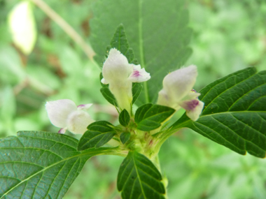 Fleurs blanches ou roses, parfois tachetées de jaune à la base. Agrandir dans une nouvelle fenêtre (ou onglet)