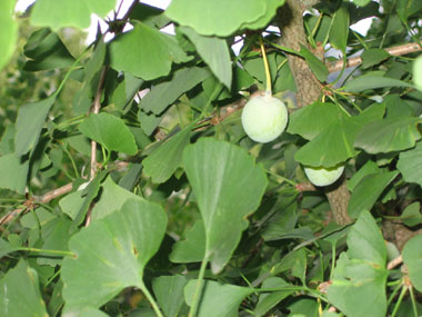 Fruit charnu jaune-vert ressemblant à une drupe de 18 à 25 mm de diamètre. Agrandir dans une nouvelle fenêtre (ou onglet)