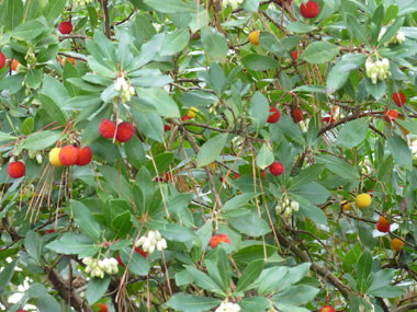 Fleurs et fruits. Agrandir dans une nouvelle fenêtre (ou onglet)