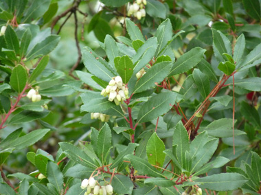 Fleurs blanches en forme de clochettes regroupées en grappes. Agrandir dans une nouvelle fenêtre (ou onglet)