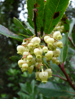 Fleurs blanches en forme de clochettes regroupées en grappes. Agrandir dans une nouvelle fenêtre (ou onglet)