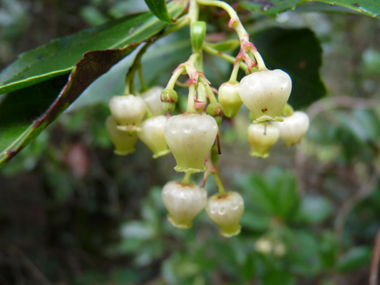 Fleurs blanches en forme de clochettes regroupées en grappes. Agrandir dans une nouvelle fenêtre (ou onglet)