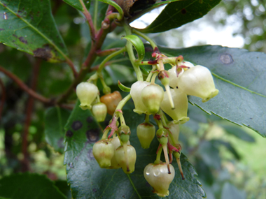 Fleurs blanches en forme de clochettes regroupées en grappes. Agrandir dans une nouvelle fenêtre (ou onglet)