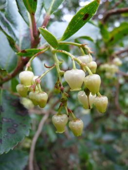 Fleurs blanches en forme de clochettes regroupées en grappes. Agrandir dans une nouvelle fenêtre (ou onglet)