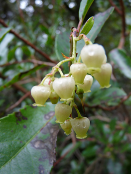 Fleurs blanches en forme de clochettes regroupées en grappes. Agrandir dans une nouvelle fenêtre (ou onglet)